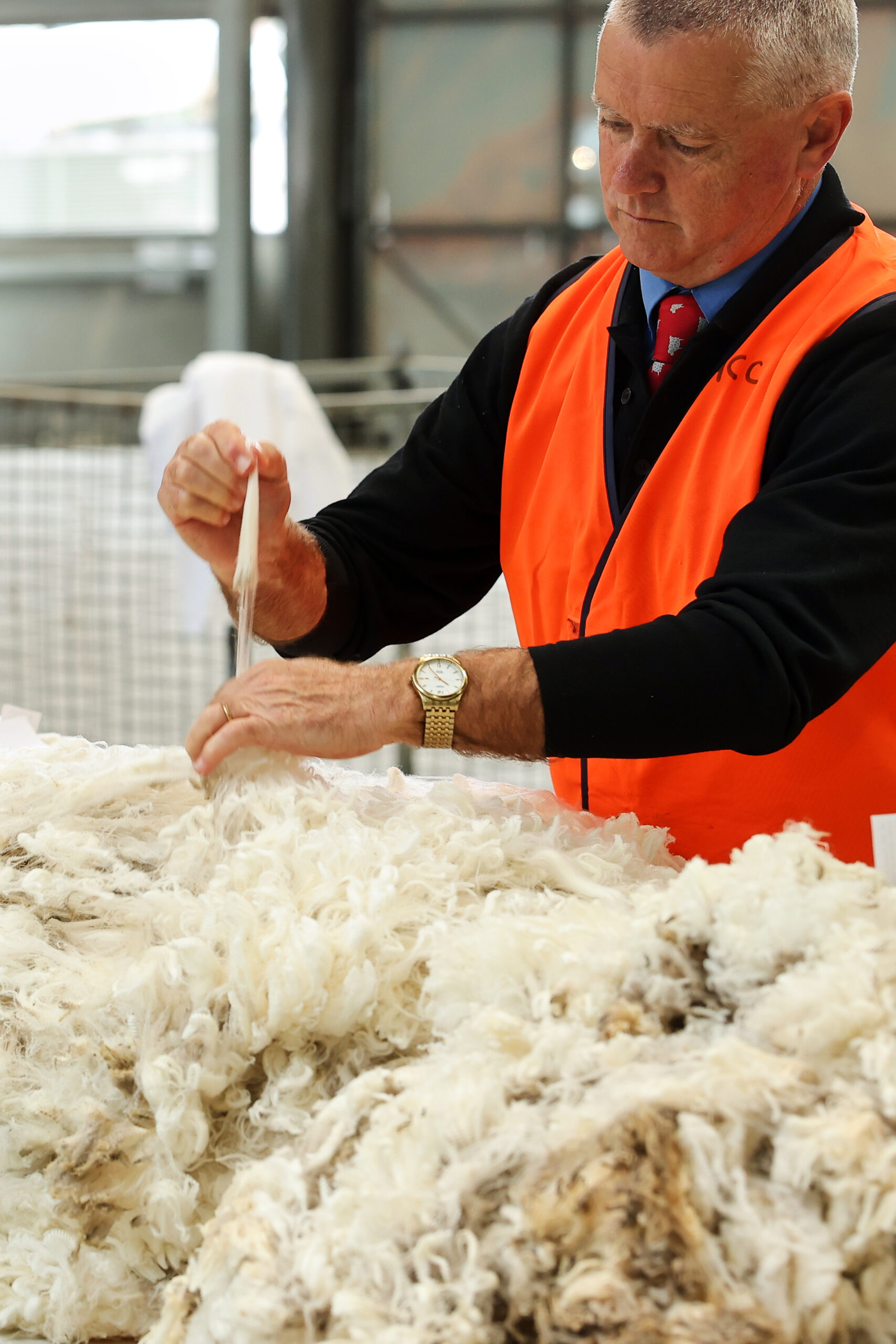 Melbourne-Royal-Fleece-Judging-Sheep