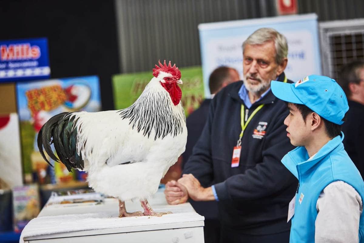 The best of the best poultry breeders from across the country set flock ...