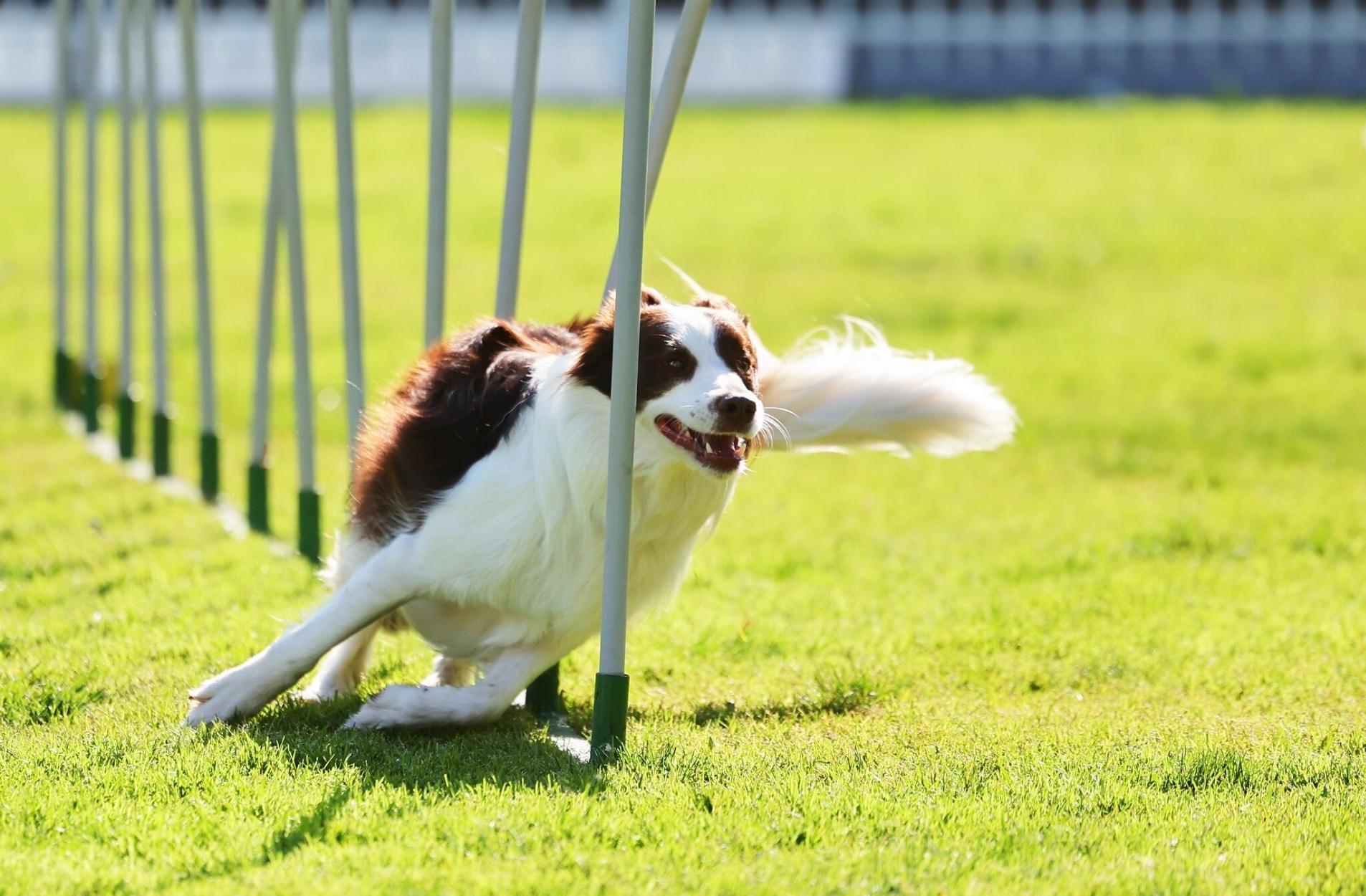 Top dogs and international judges to be unleashed at 2023 Melbourne