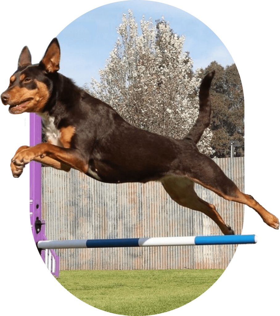 Melbourne Royal Show - Dog Jumping