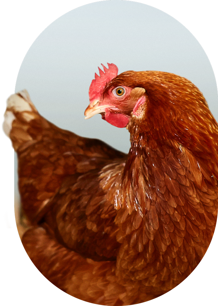 Schools Poultry Exhibit 2022