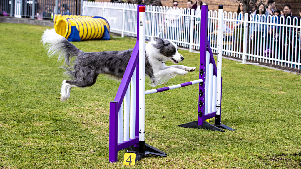 Action Dogs Program