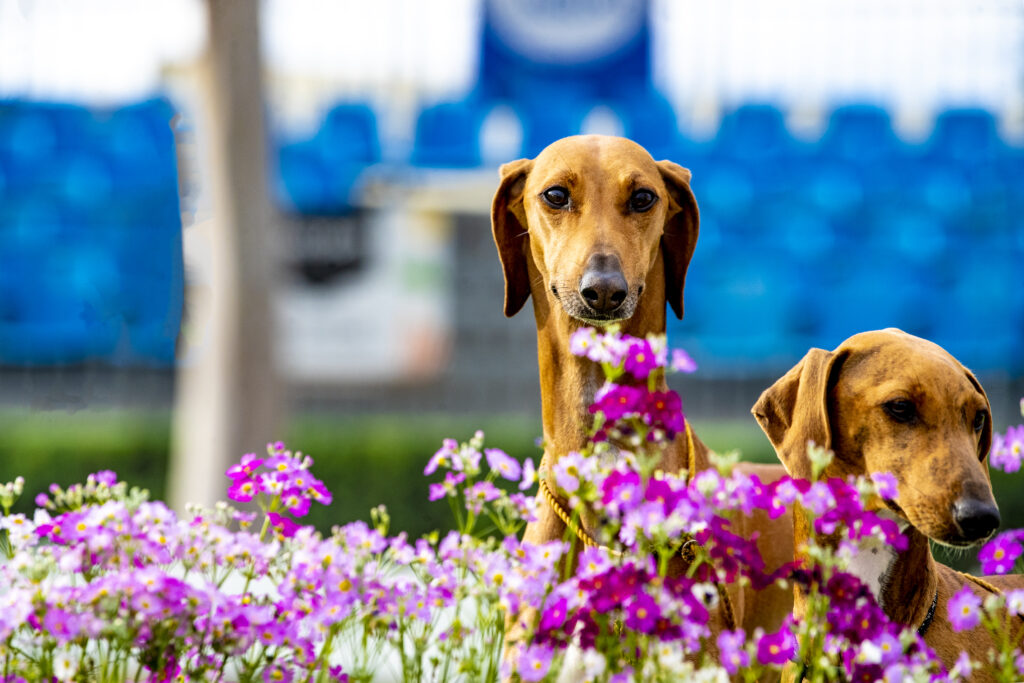 All Breeds Championship Show