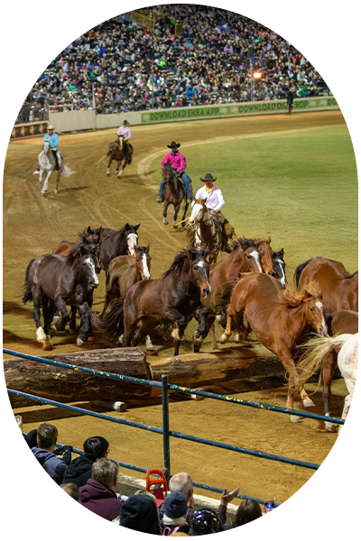 Night of the Horse