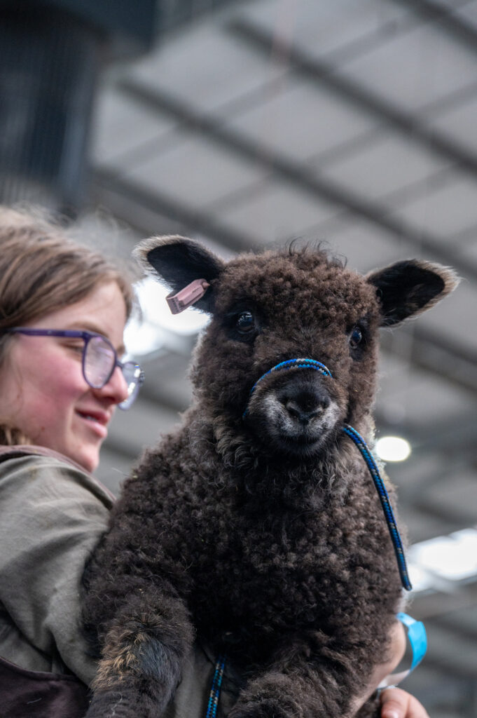 Sheep Competition