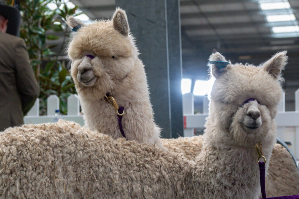 Alpaca Competition
