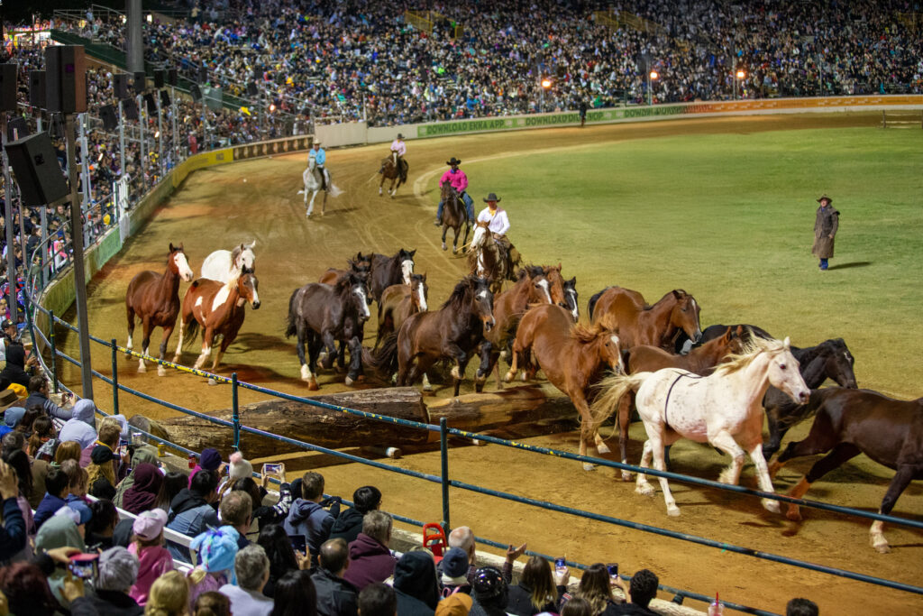 Night Of The Horse