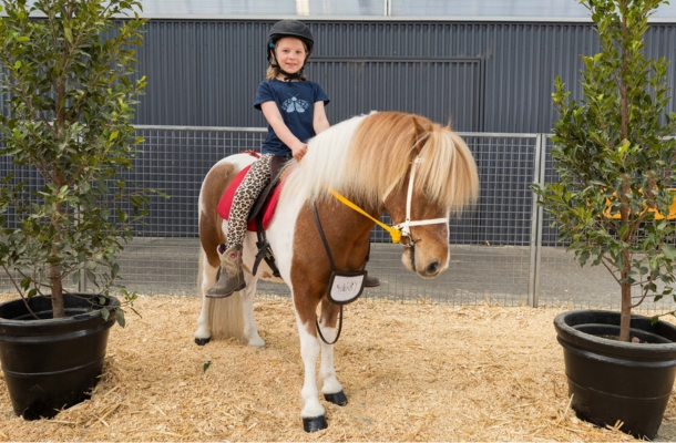 Pony Rides